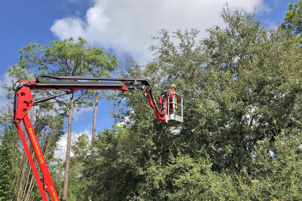 special tree services